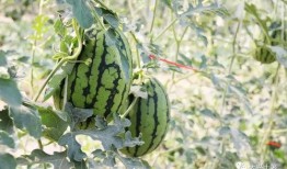 网红吃瓜大集合集是什么,揭秘娱乐圈幕后风云