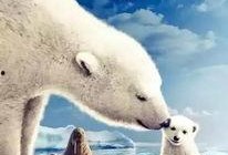 arctic tale在线观看,跟随Arctic Tale踏上北极之旅