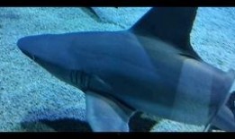 蓝色珊瑚礁在线观看,探寻海底奇观之旅