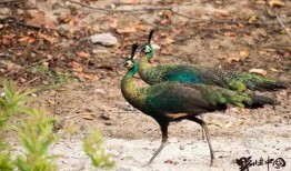 孔雀在线观看完整版,一场视觉盛宴的完美呈现