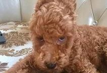 泰迪熊逆袭在线观看,萌宠奇遇记