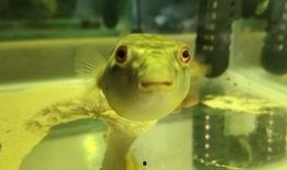 胖头鱼被爆料视频,揭秘网络红人背后真相