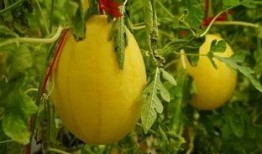 专门吃瓜的群免费,免费畅享娱乐圈最新瓜料