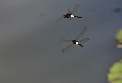 蜻蜓2006在线观看