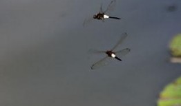 蜻蜓2006在线观看