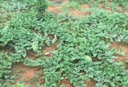 遂川免费吃瓜,畅享清凉夏日时光