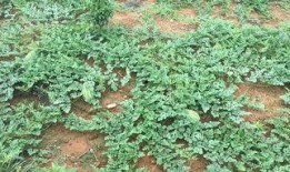 遂川免费吃瓜,畅享清凉夏日时光