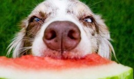 娱乐吃瓜菌狗狗视频大全,趣味视频大全集锦