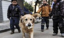 伤害狗的爆料新闻视频,视频曝光令人发指的残忍行径