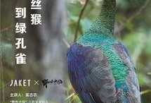 孔雀在线观看完整版,一场视觉盛宴的完美呈现