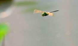 蜻蜓2006在线观看