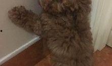 泰迪熊逆袭在线观看,萌宠奇遇记