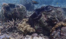 蓝色珊瑚礁在线观看,探寻海底奇观之旅